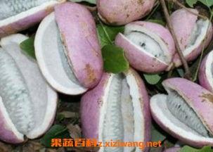 恩施8月瓜怎么吃,恩施8月瓜的多样食法探索