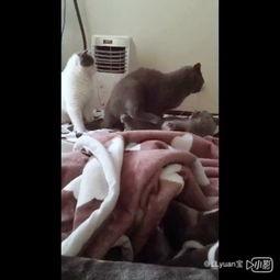 小八吃瓜结局视频