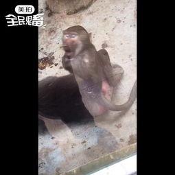 大马猴吃瓜视频,揭秘娱乐圈幕后故事