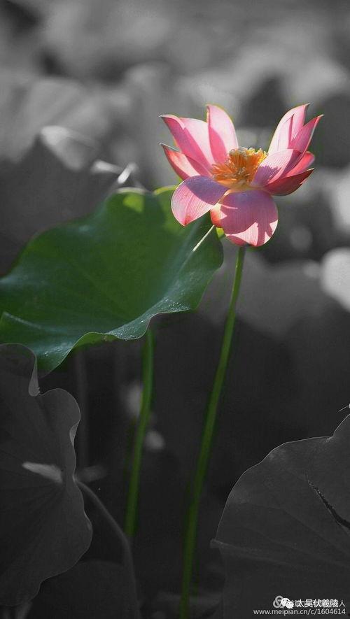 吃瓜莲花大结局视频